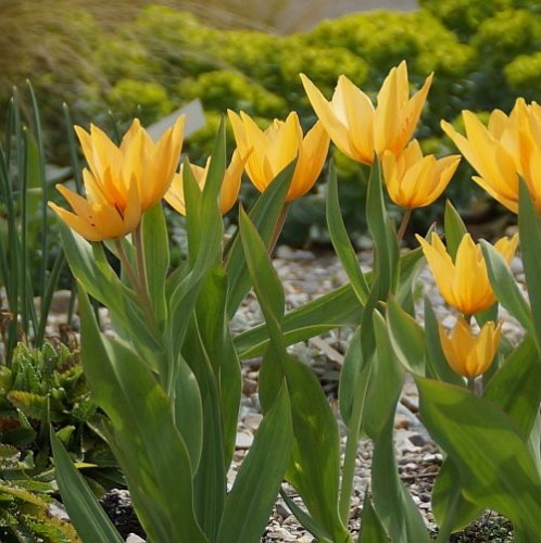 Tulipa praestans 'Shogun' - Wild-Tulpe